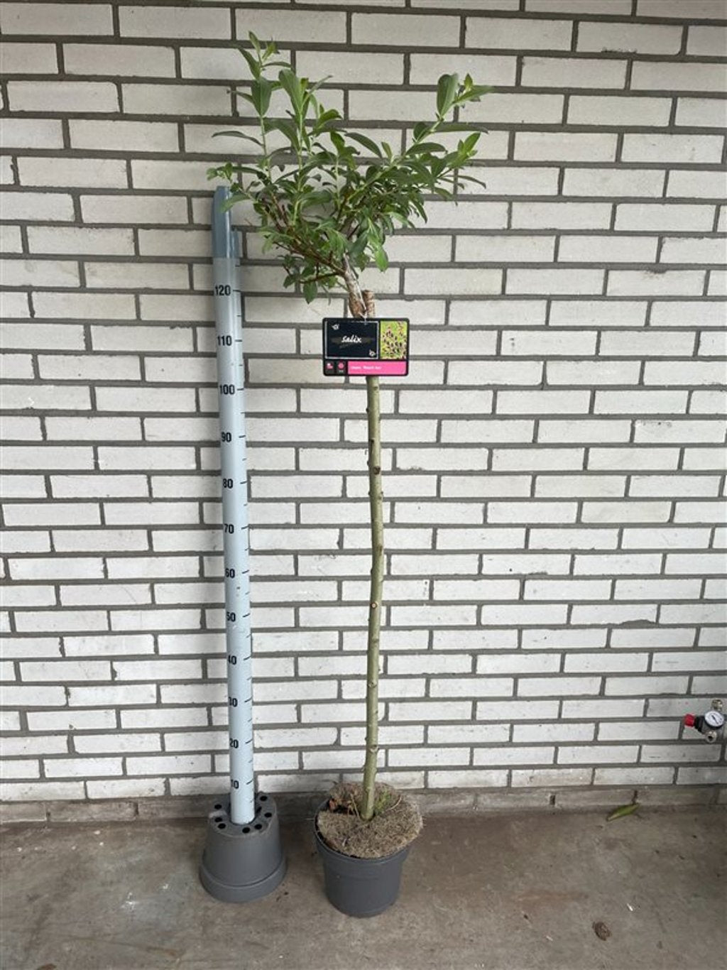 Salix chaen. 'Mount Aso' - 120 CM Stem C5